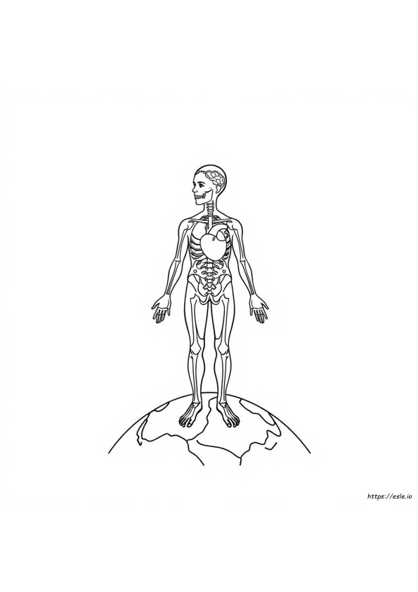 Physiology Coloring Book