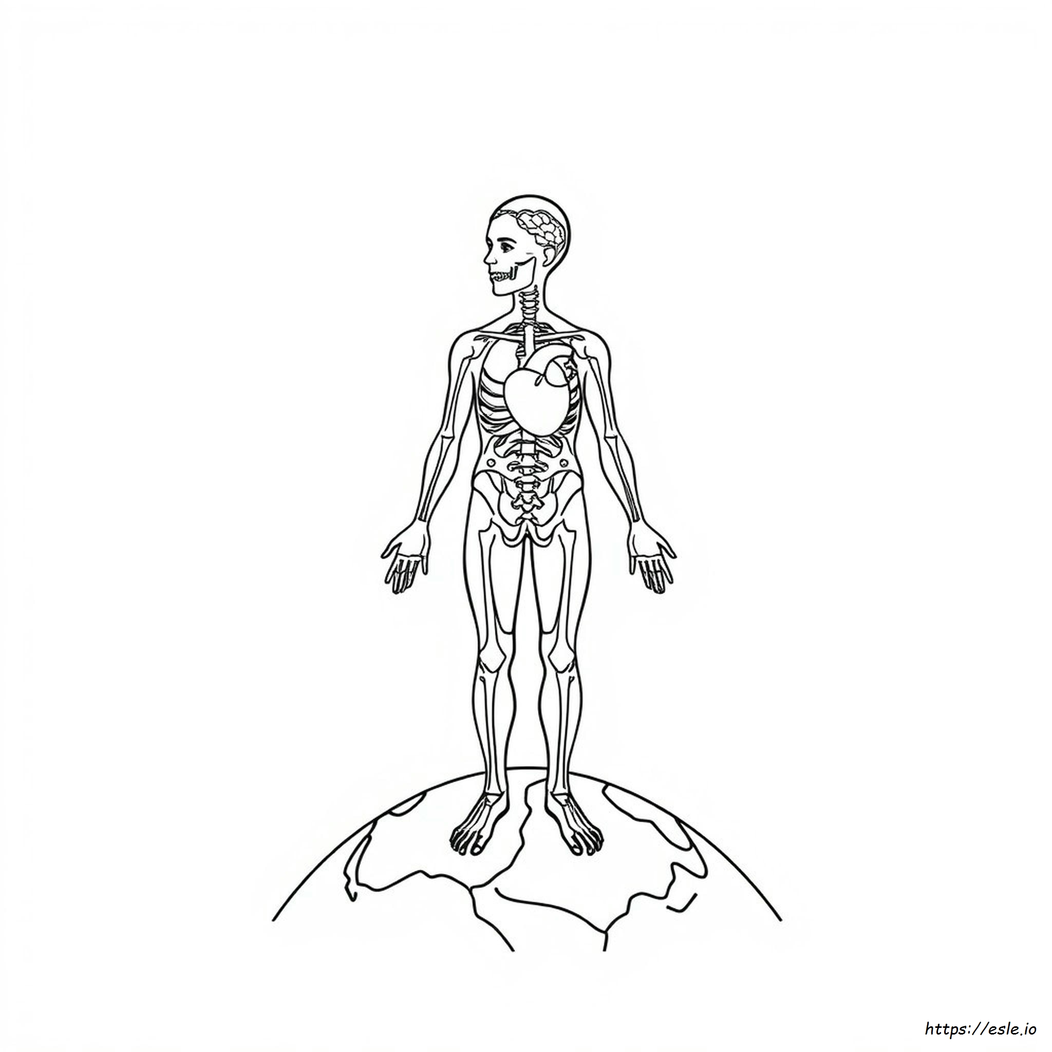 Buku Gambar Mewarnai Fisiologi