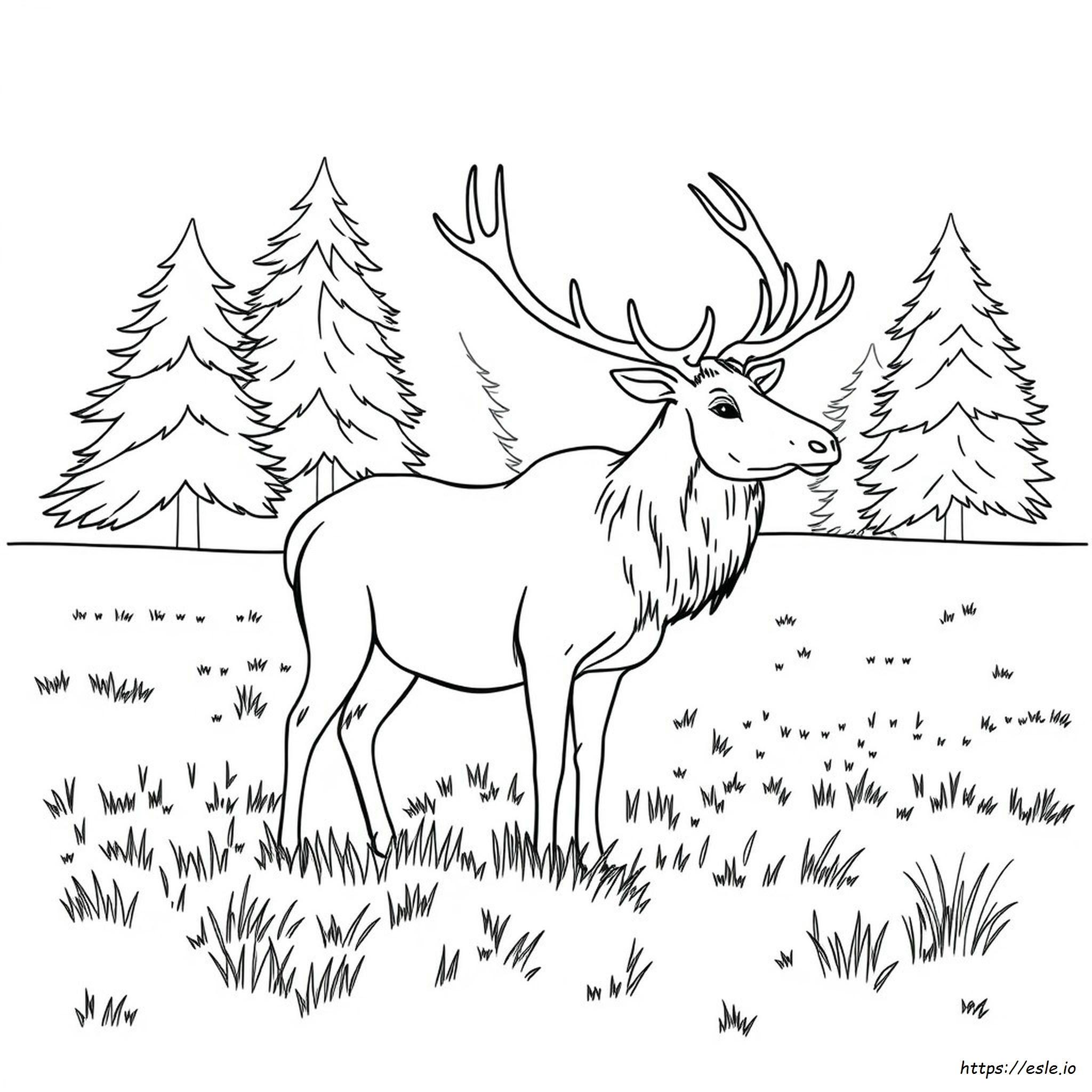 Realistic Elk Coloring Pages