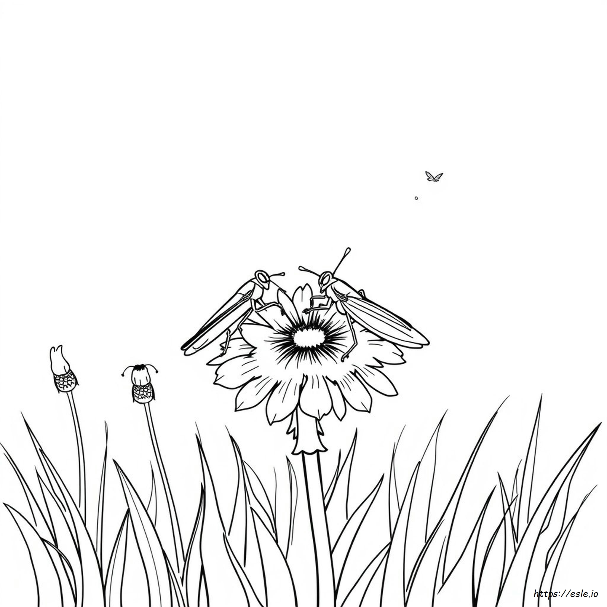 Printable Cricket Colouring Pages