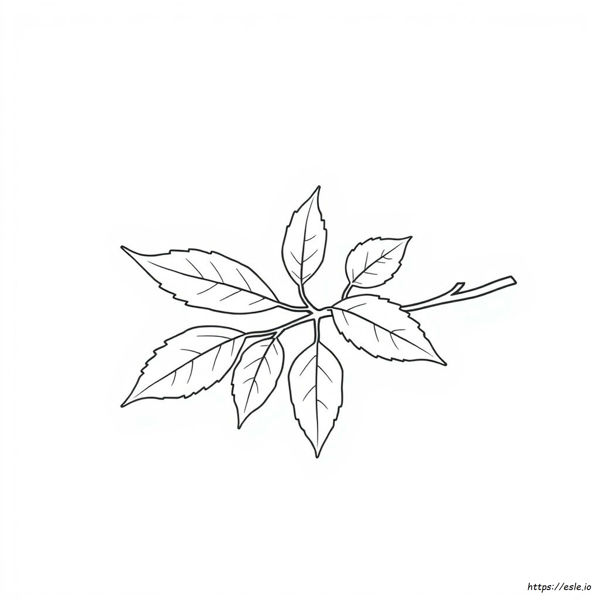 Black And White Leaf Coloring Page