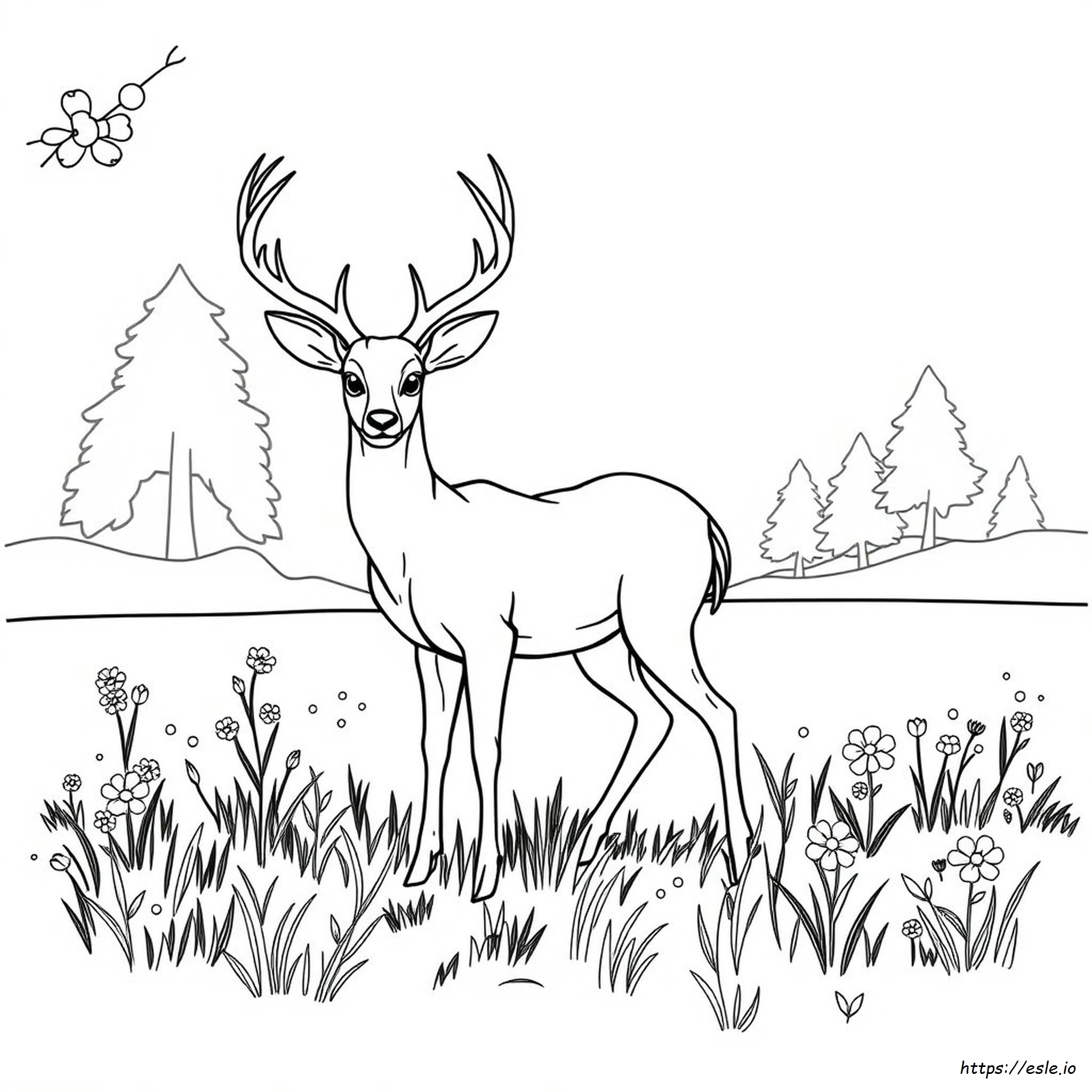 Coloring Pages Of Deer Bucks