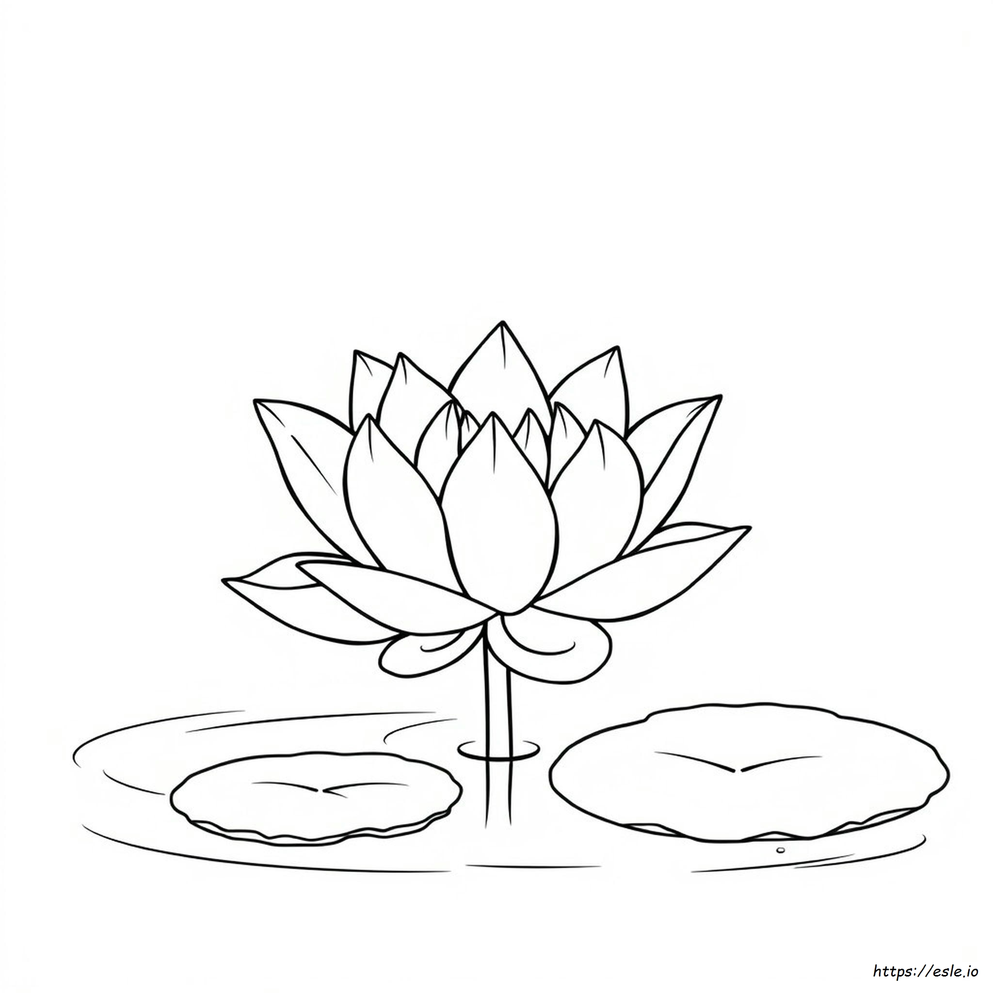 Natural Lotus Flower Colors