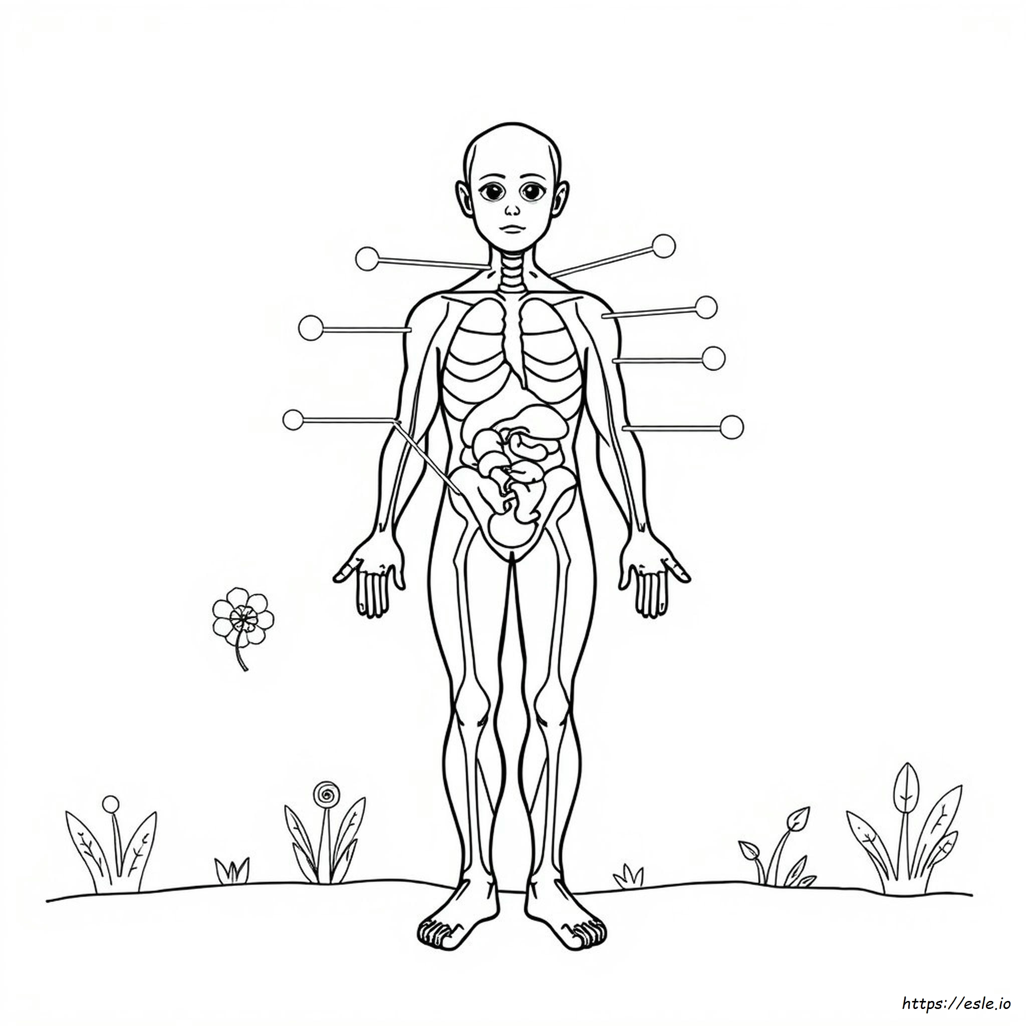 Anatomy Coloring Sheets Free