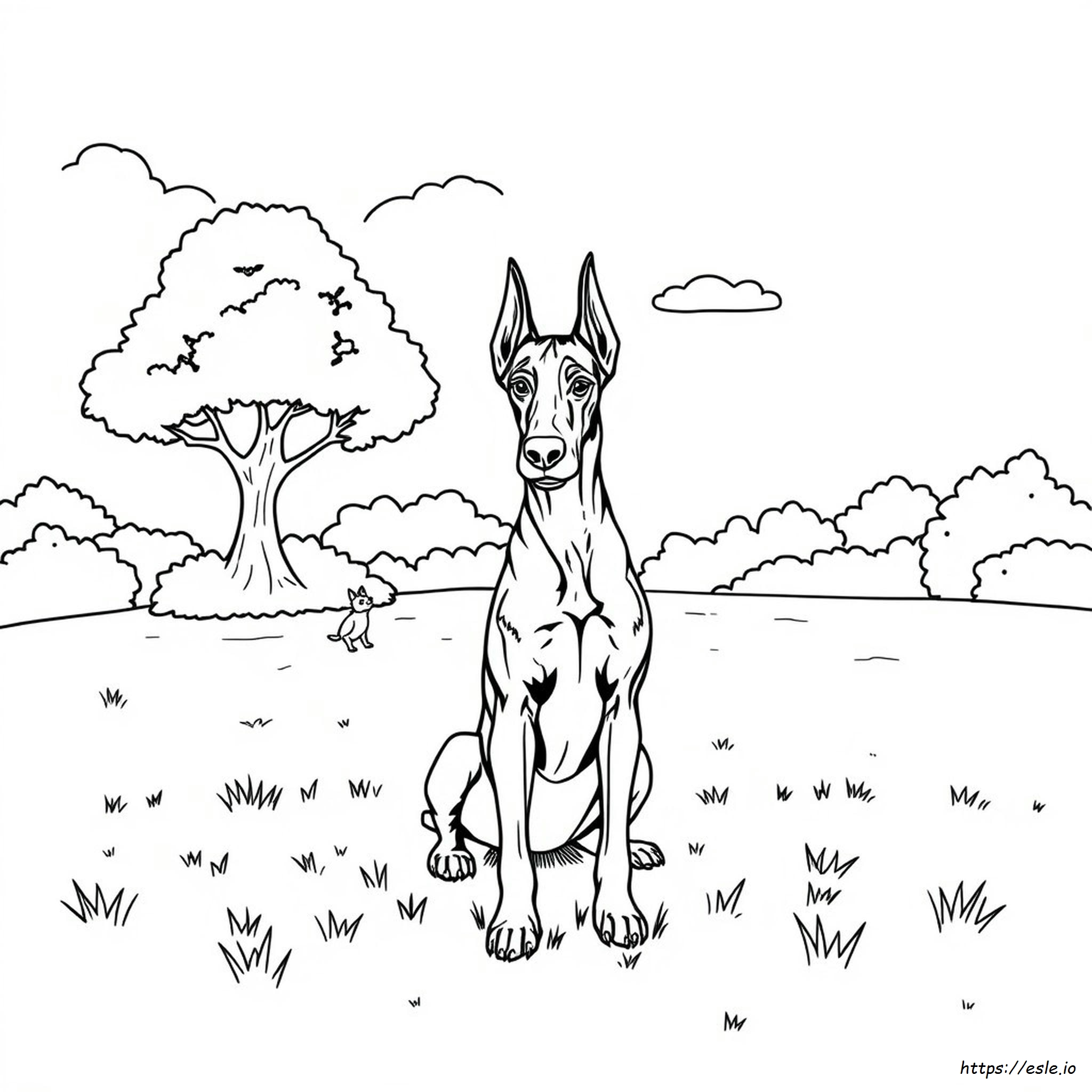 Doberman De Colorat