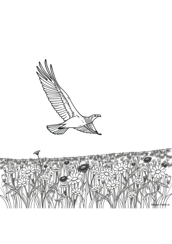 Gambar Burung Elang Untuk Mewarnai