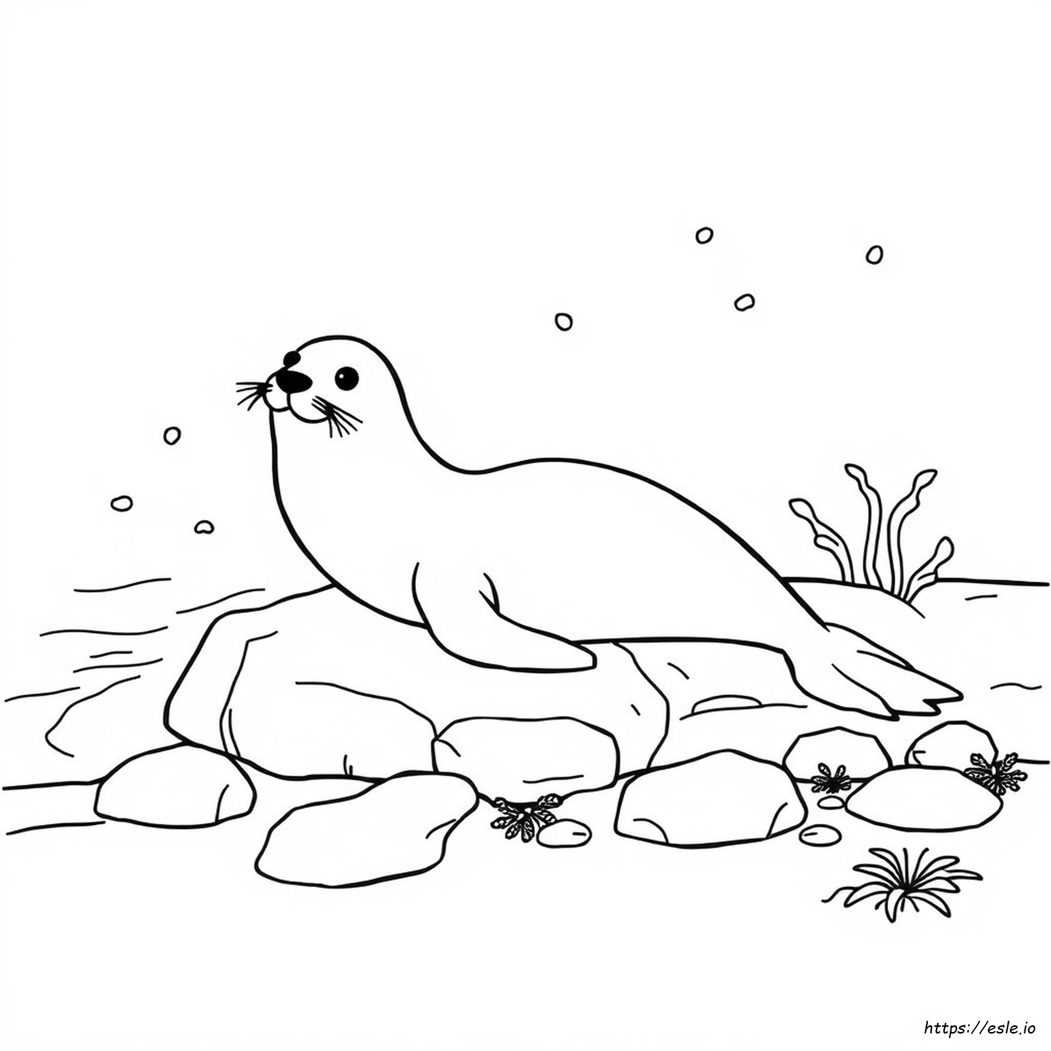 Seal Coloring Picture