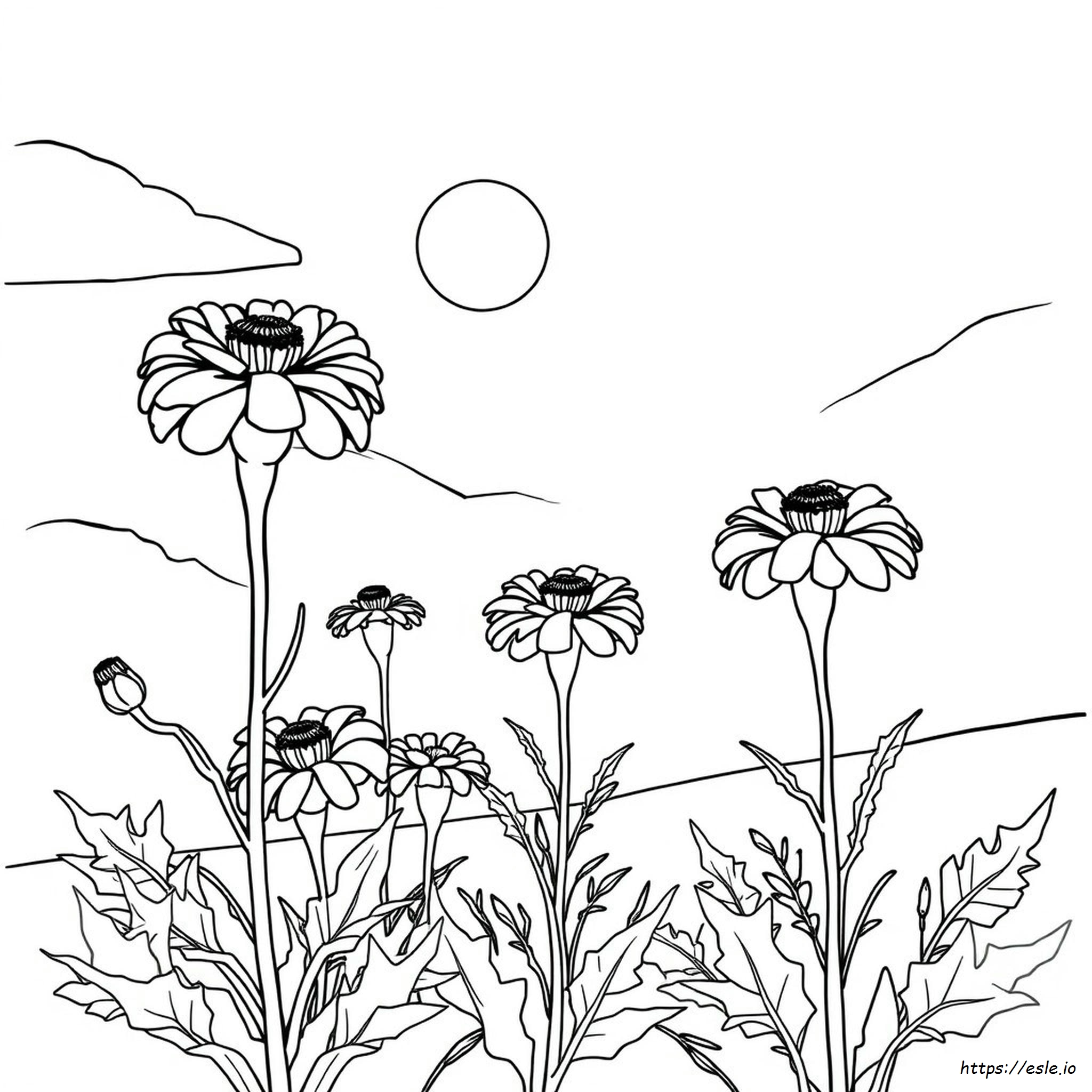 Ringelblume Ausmalbilder