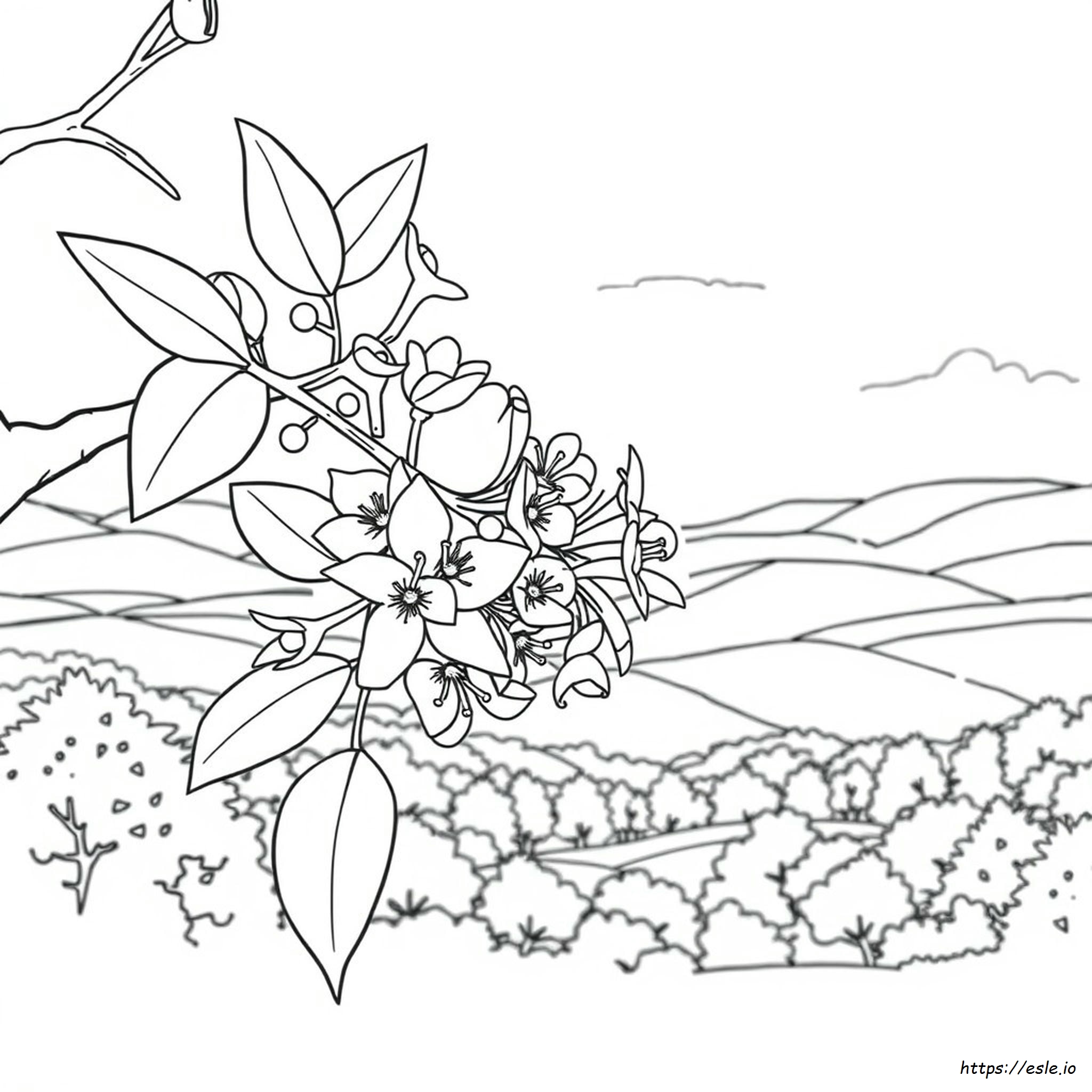 Pennsylvania State Flower Coloring Page