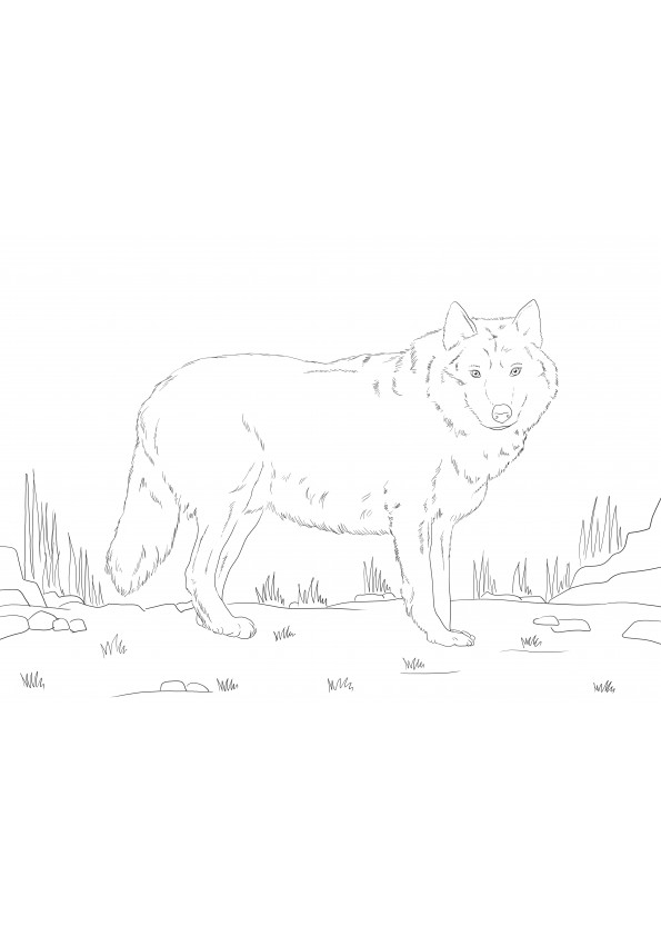 Image imprimable gratuite de loup gris à colorier pour les enfants