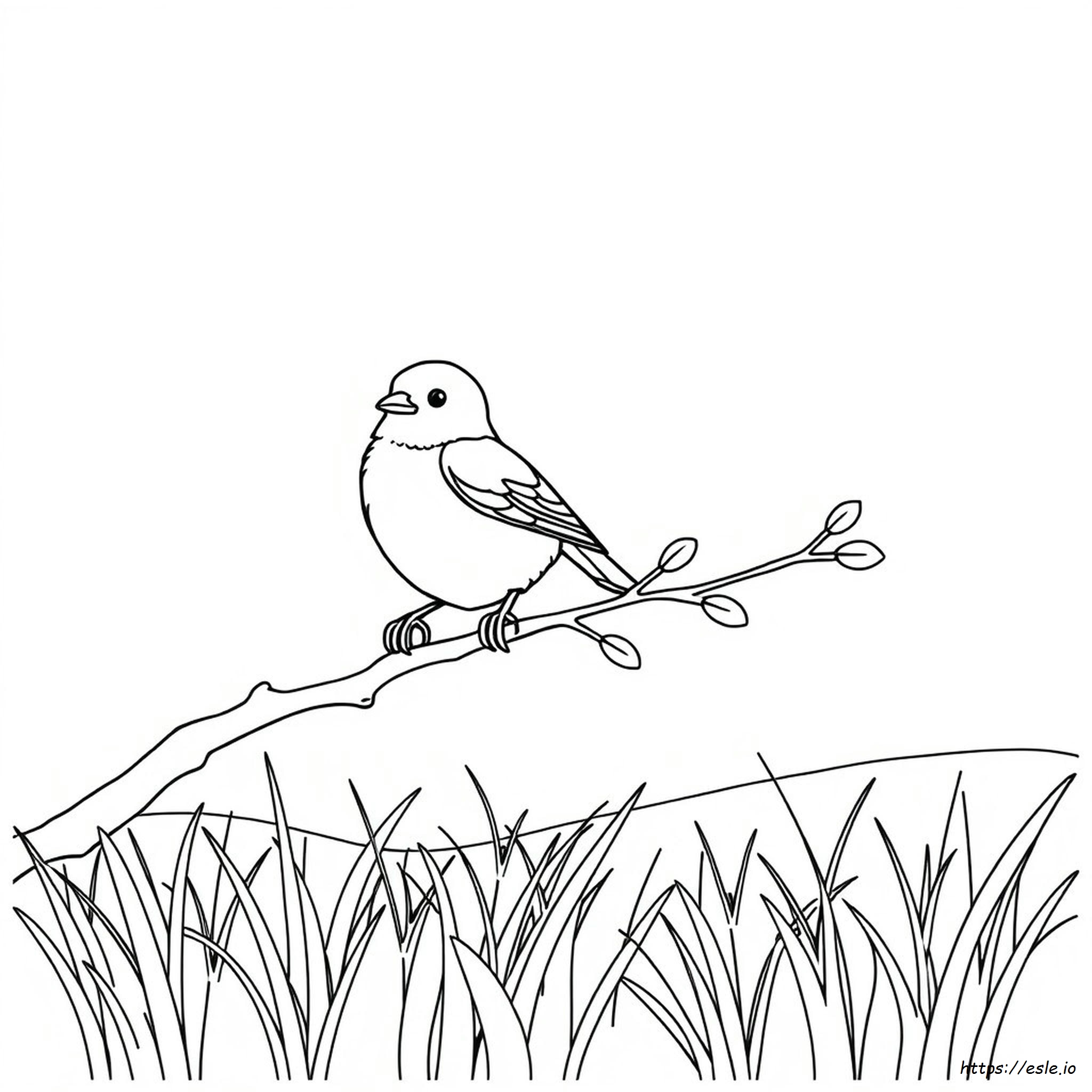 Sparrow Coloring Pictures