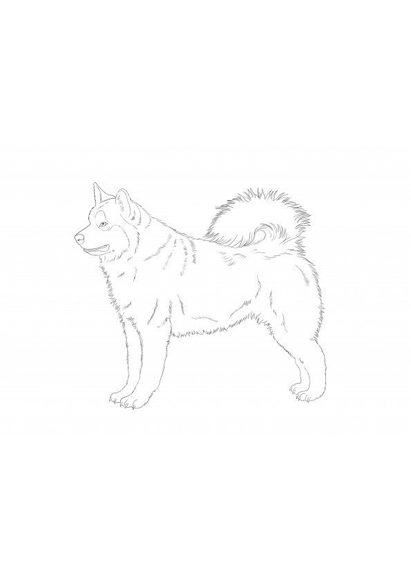Cachorro husky feroz e gentil para imprimir e colorir gratuitamente