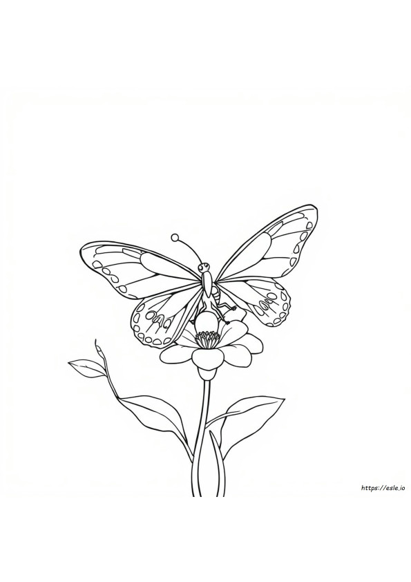Boceto De Mariposa Para Colorear