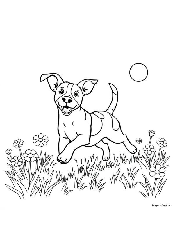 Coloriage Chien Jack Russell