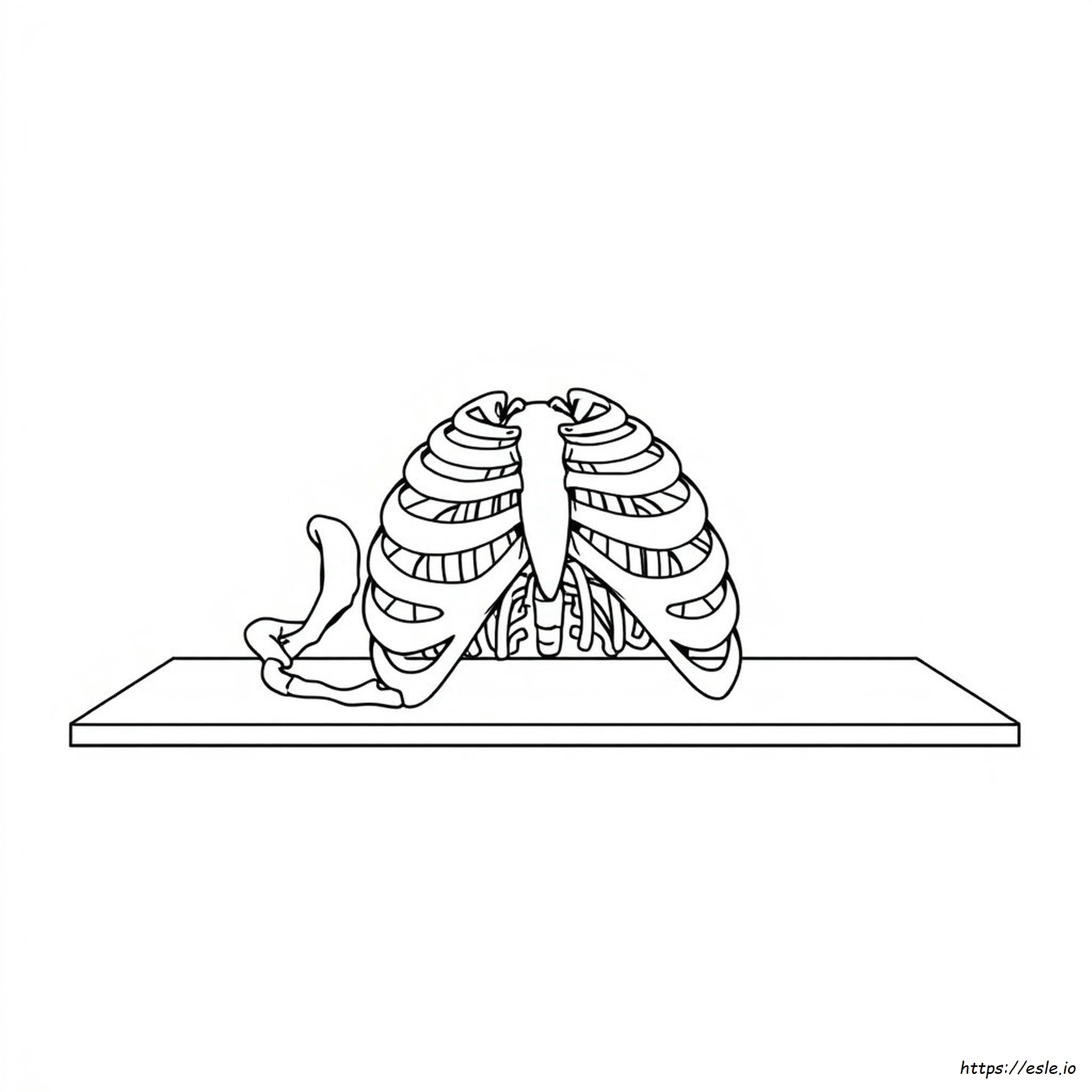 Rib Cage Coloring Page
