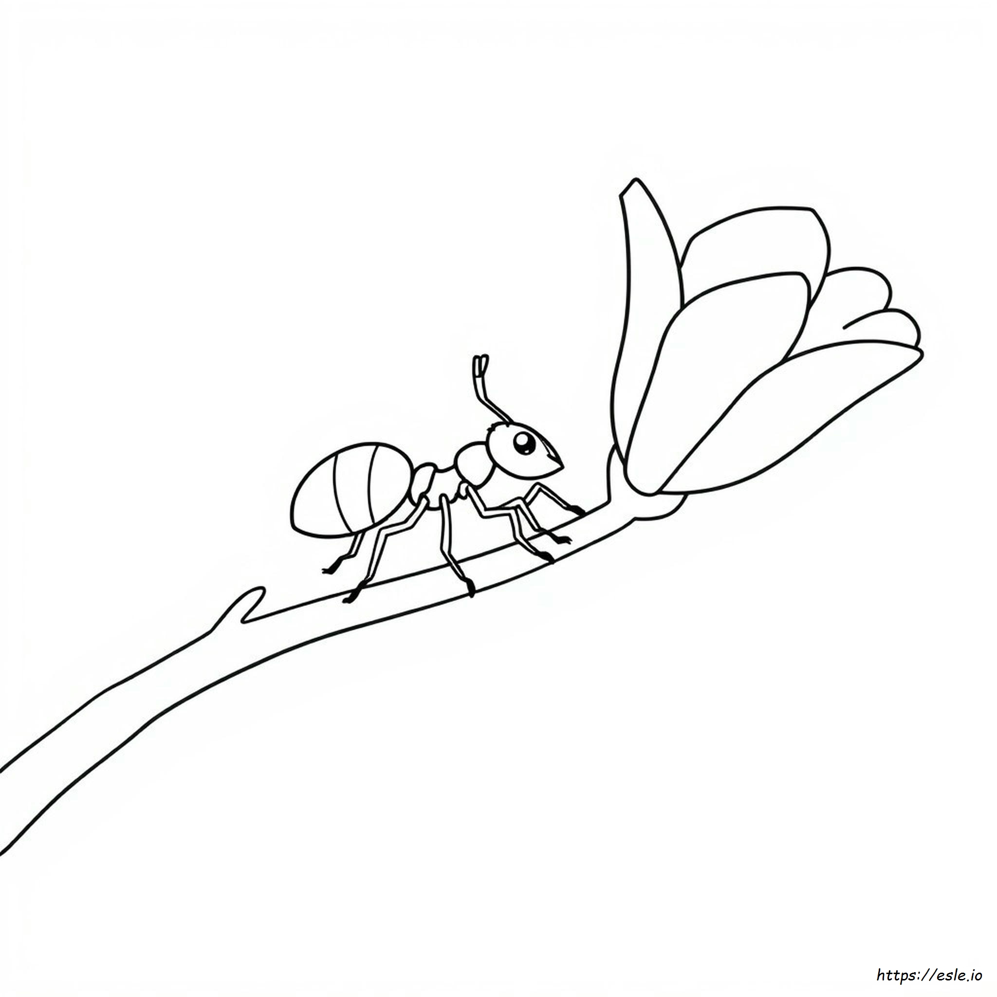 Coloring Page Of An Ant