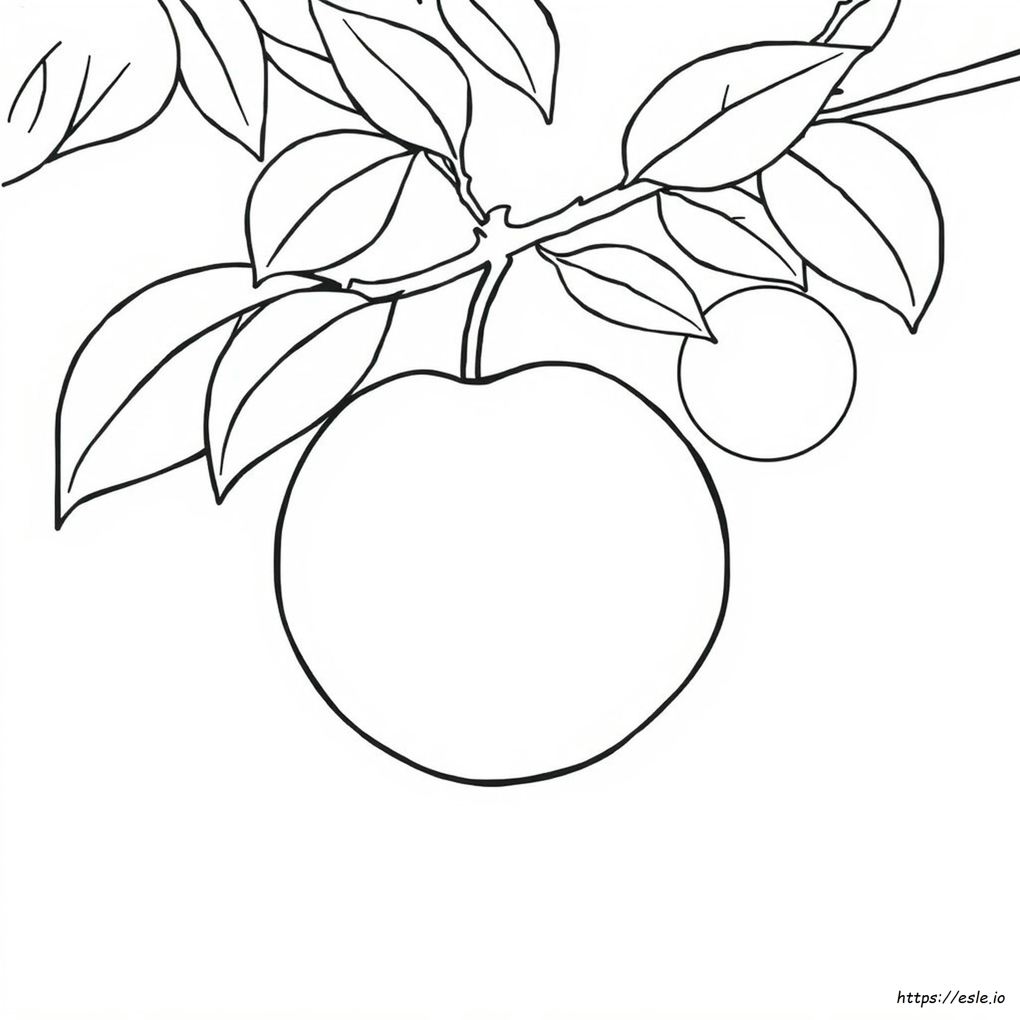 Peach Fruit Coloring Page