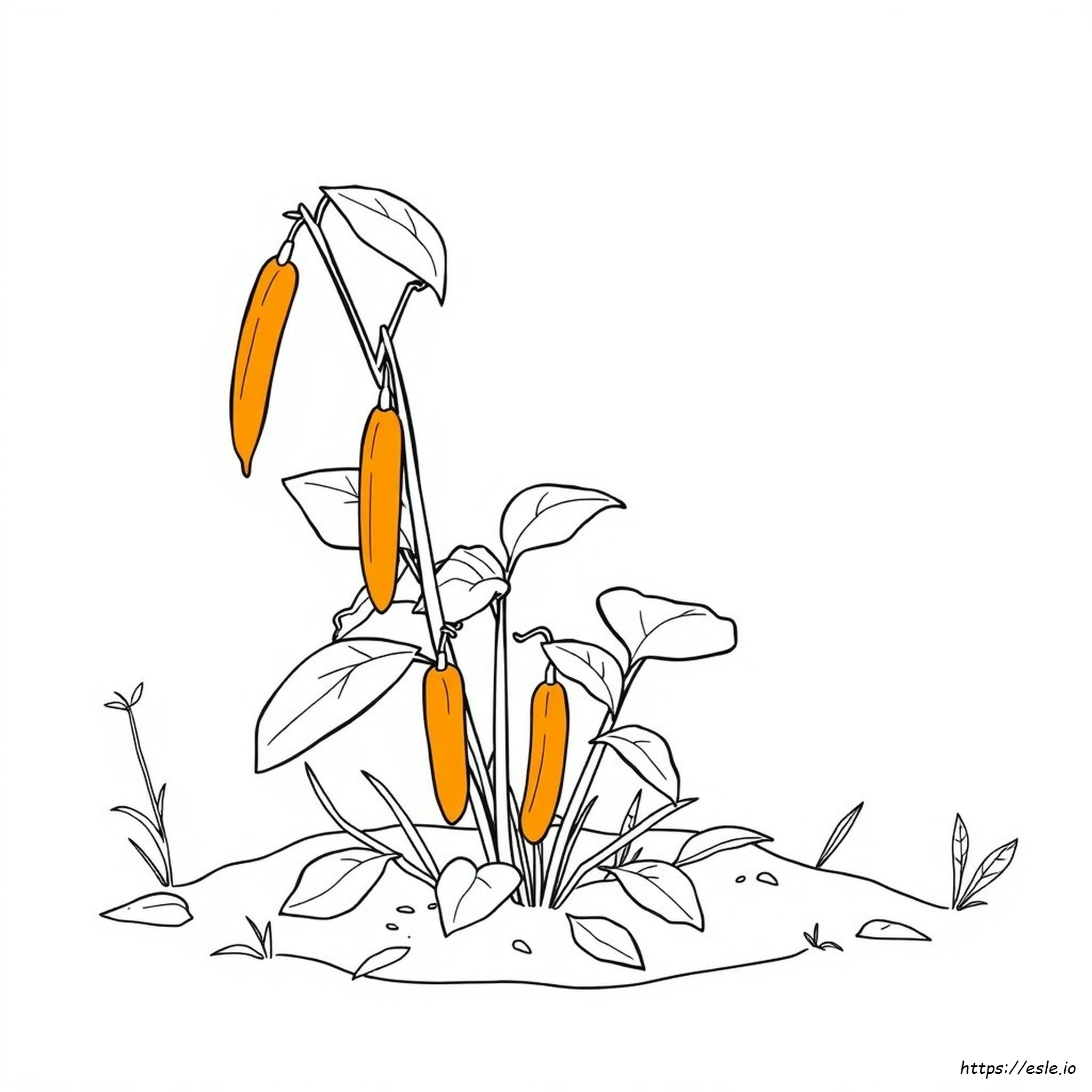 Lady Finger Coloring Page