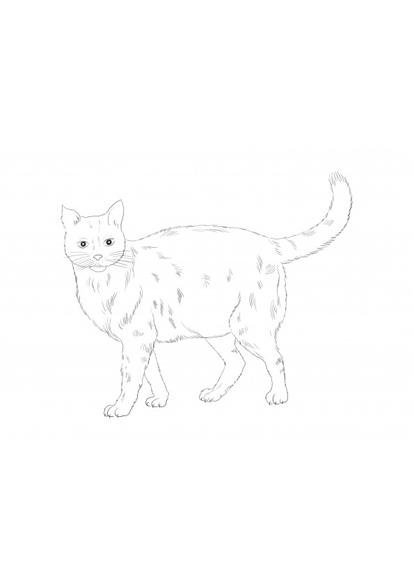 Imagen de descarga gratuita de un gato realista para ayudar a los niños a aprender sobre los animales de granja