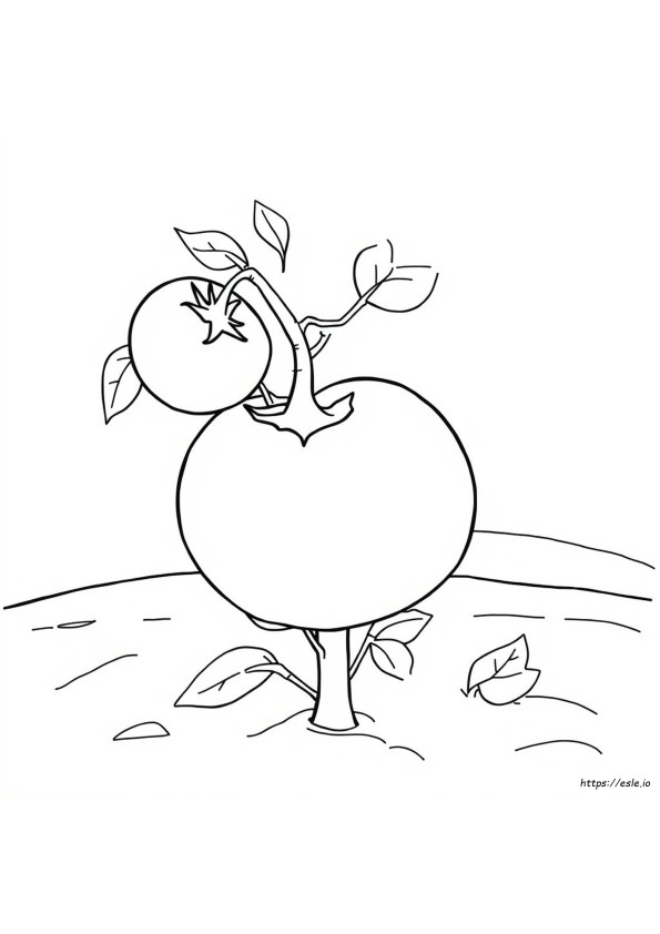 Tomaten Ausmalbild