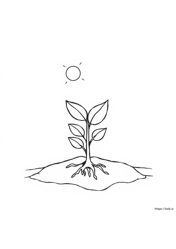 Sprout Coloring Pages