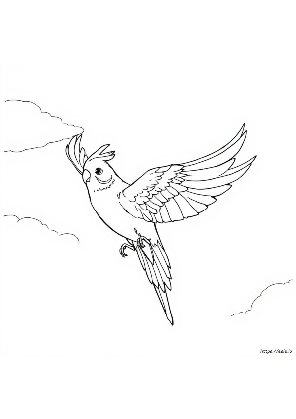 What Colors Do Cockatiels Come In