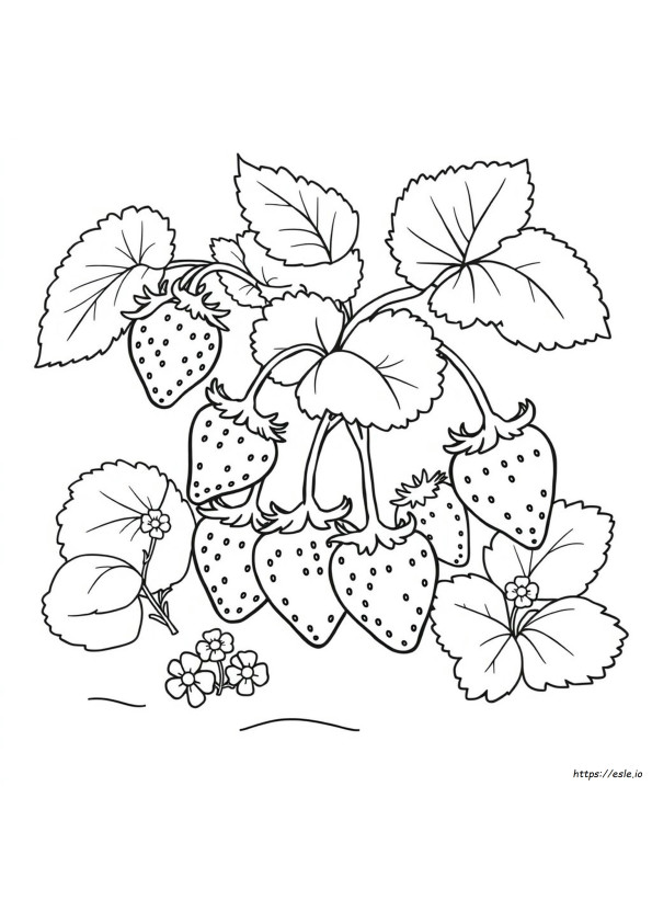 Printable Strawberry Colouring