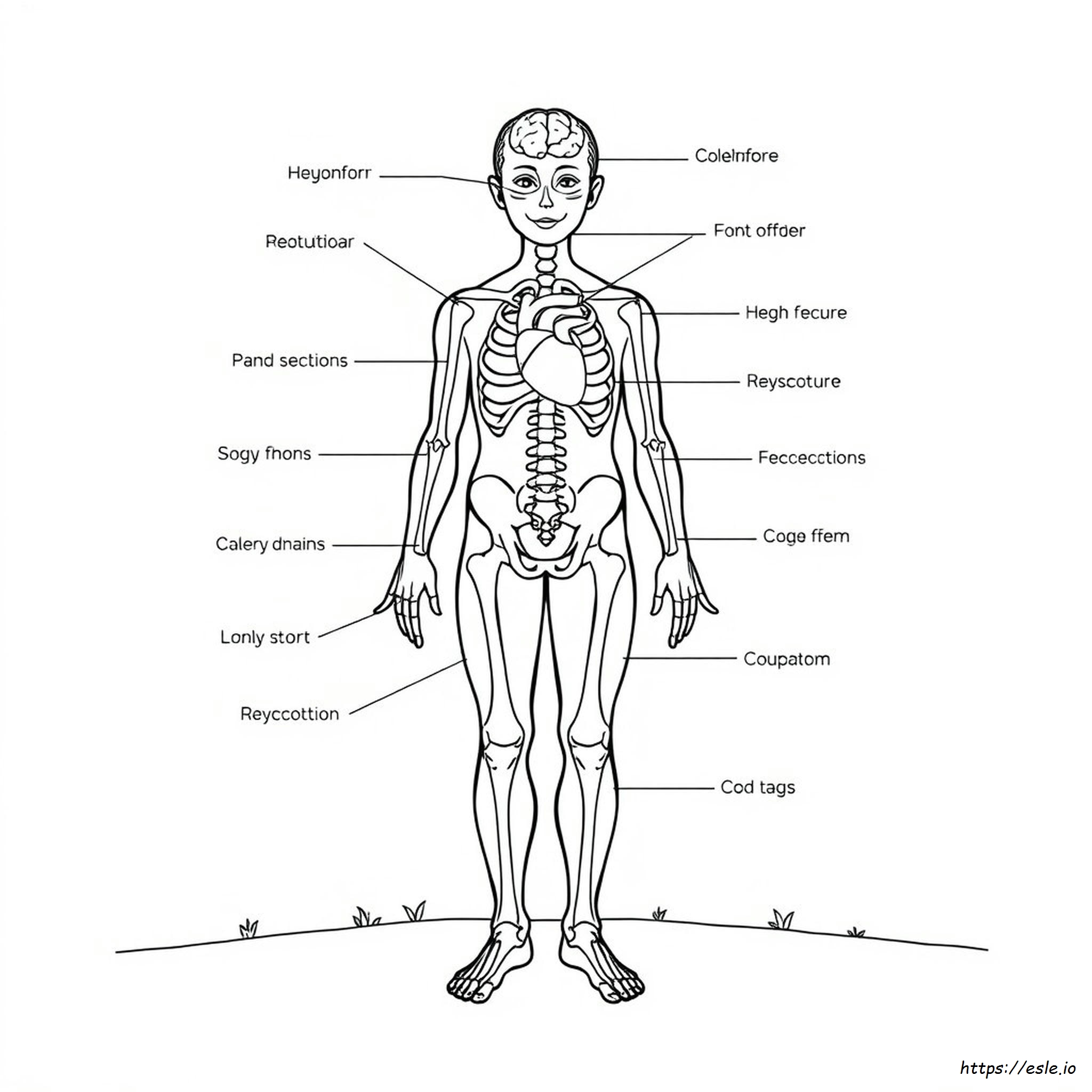 Anatomy And Physiology Coloring Pages Free