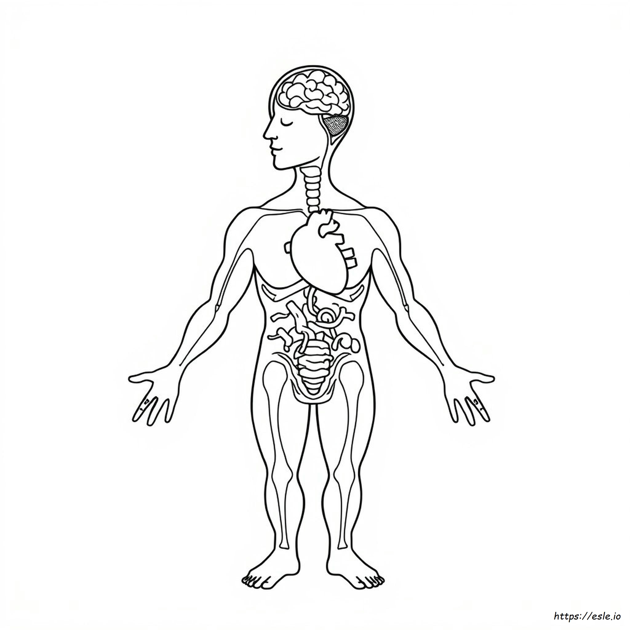 Free Printable Human Anatomy Coloring Pages