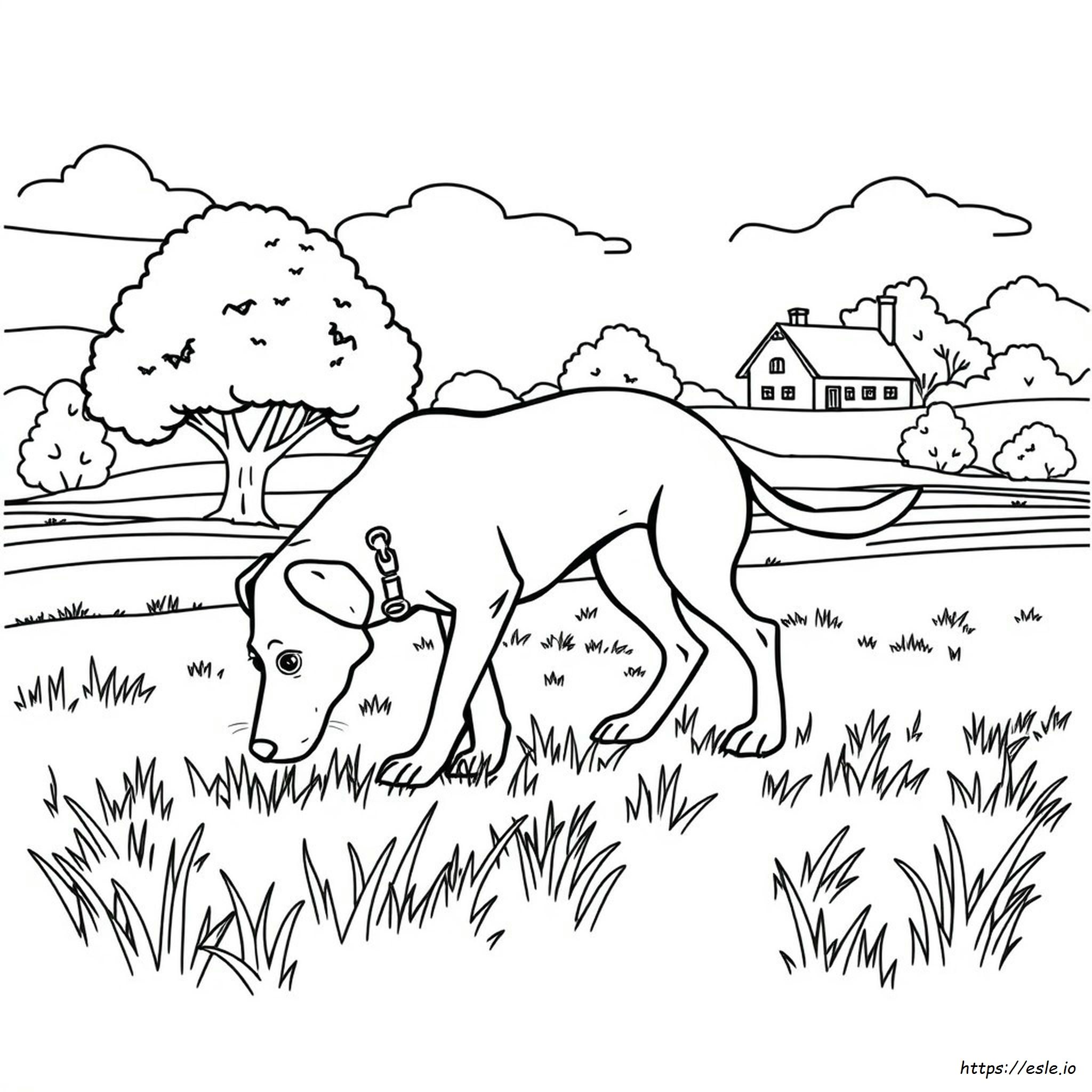 Hunting Dog Coloring Pages