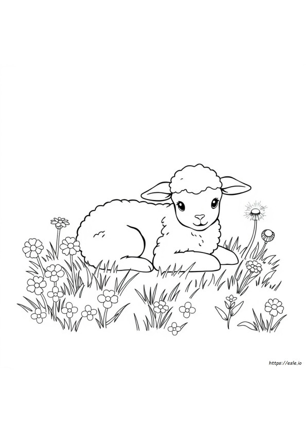 Lamb Coloring