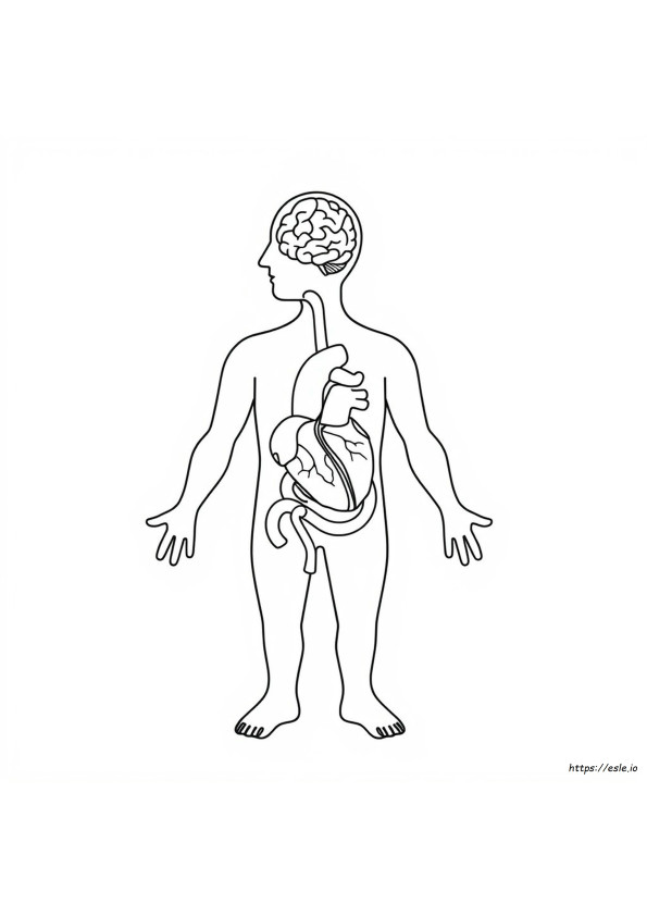 Body Systems Coloring Sheets