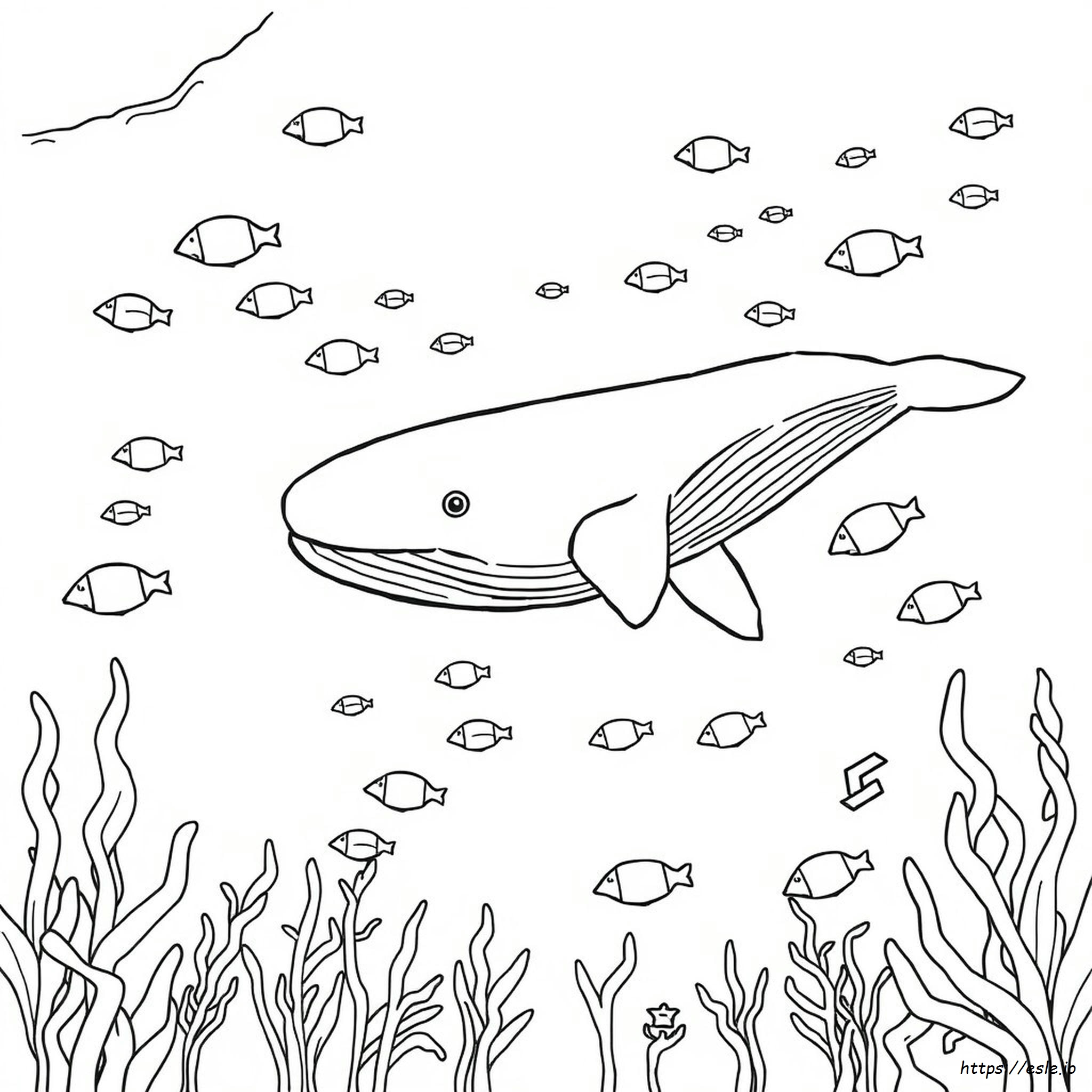 Coloring Pictures Of Whales