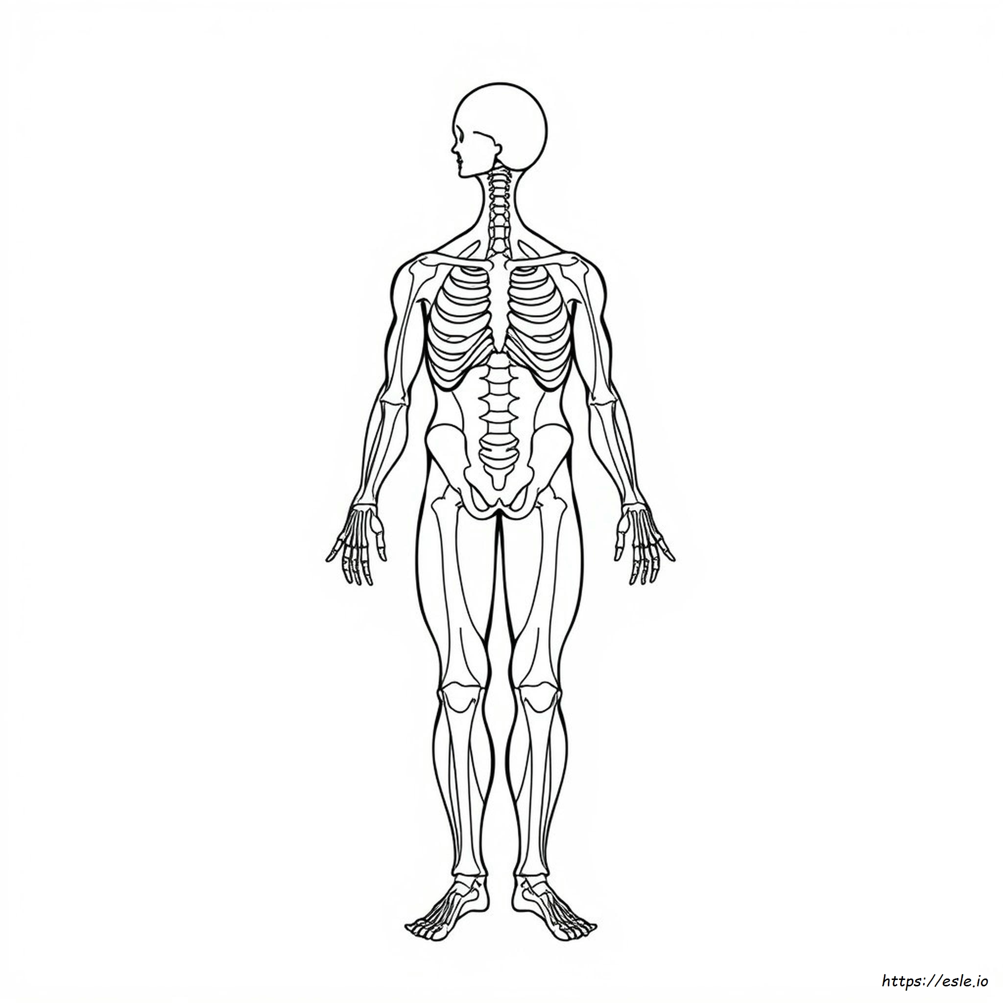 Skeletal Muscle Coloring Page