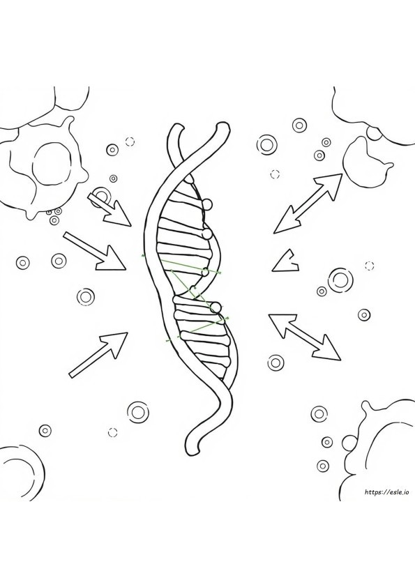 Clave De Respuestas Para Colorear Adn: Transcripción Y Traducción