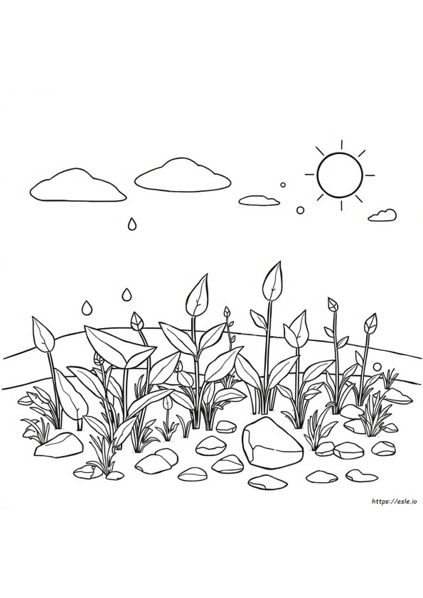 Abiotic And Biotic Factors Coloring Page