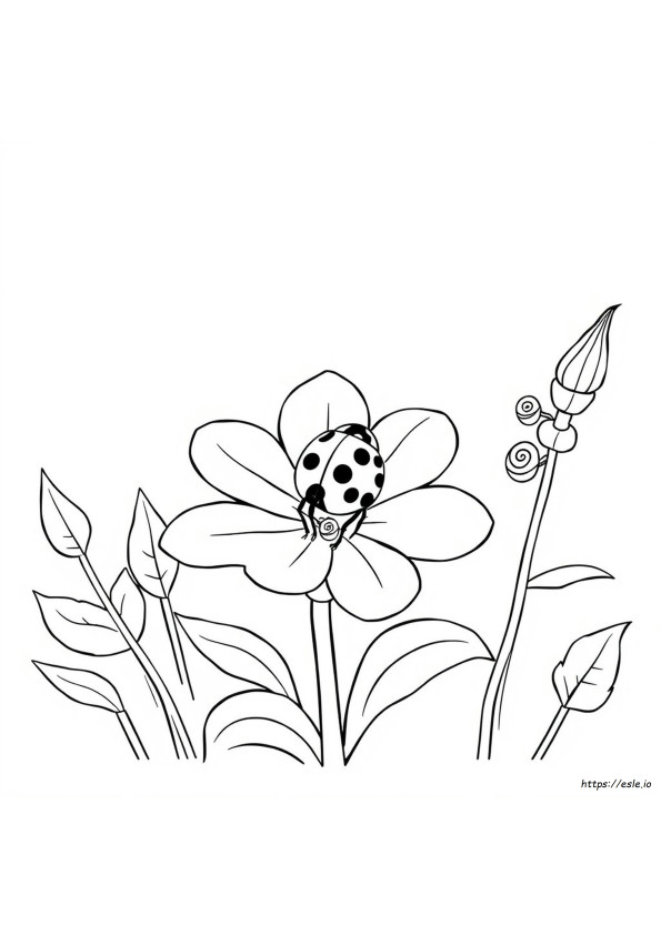 Página Para Colorear Del Ciclo De Vida De La Mariquita