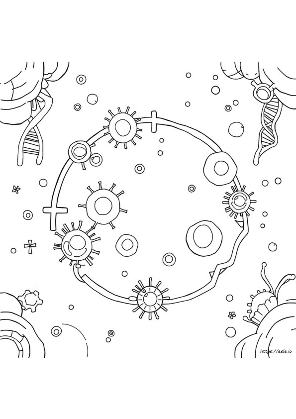 The Cell Cycle Coloring Worksheet Answer Key