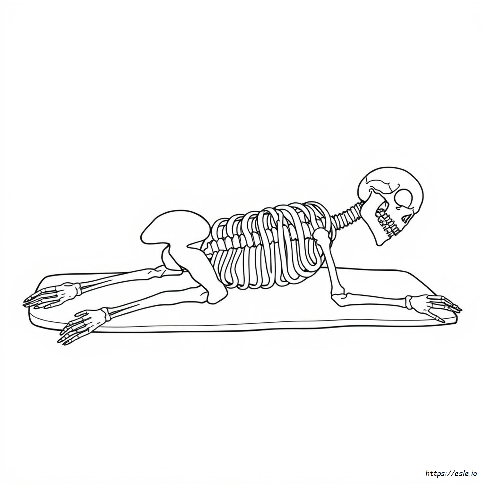 Plantilla Para Colorear Del Esqueleto Axial