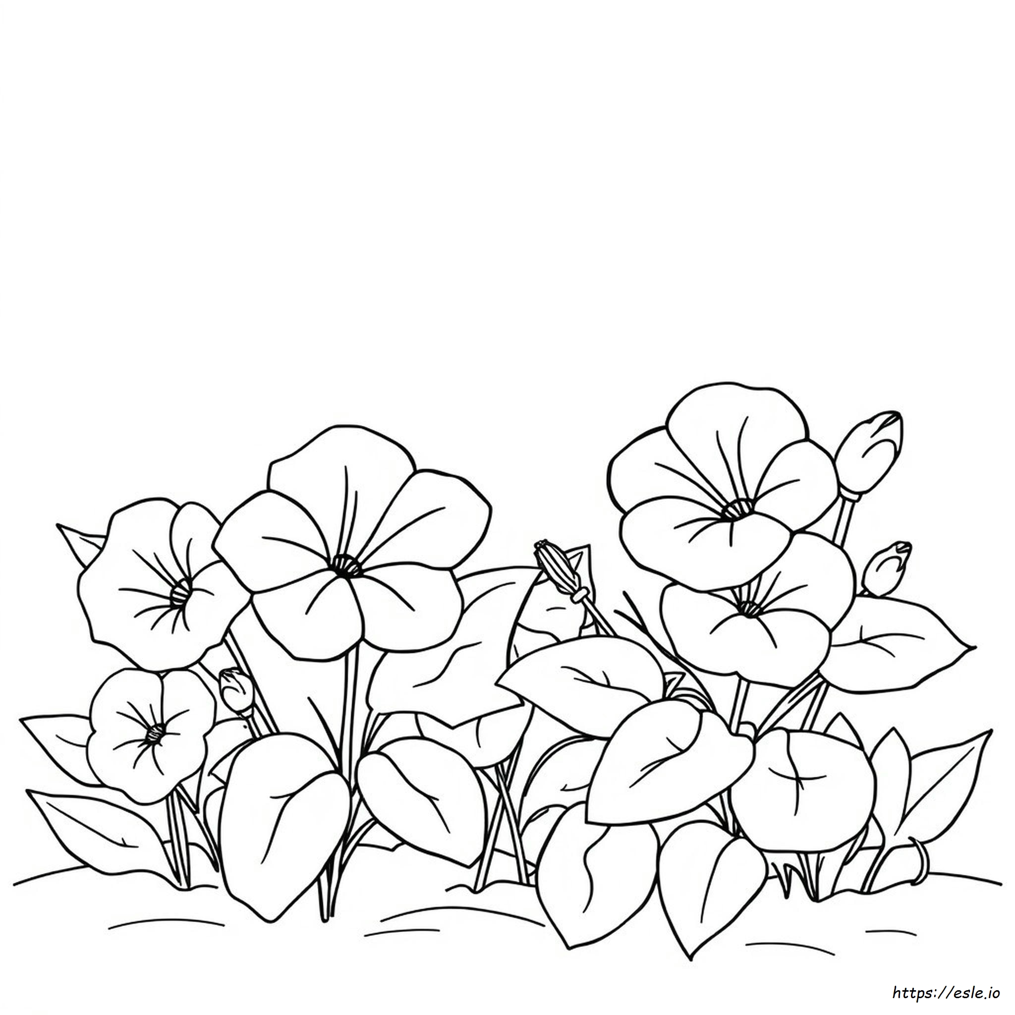 What Colors Are Petunias
