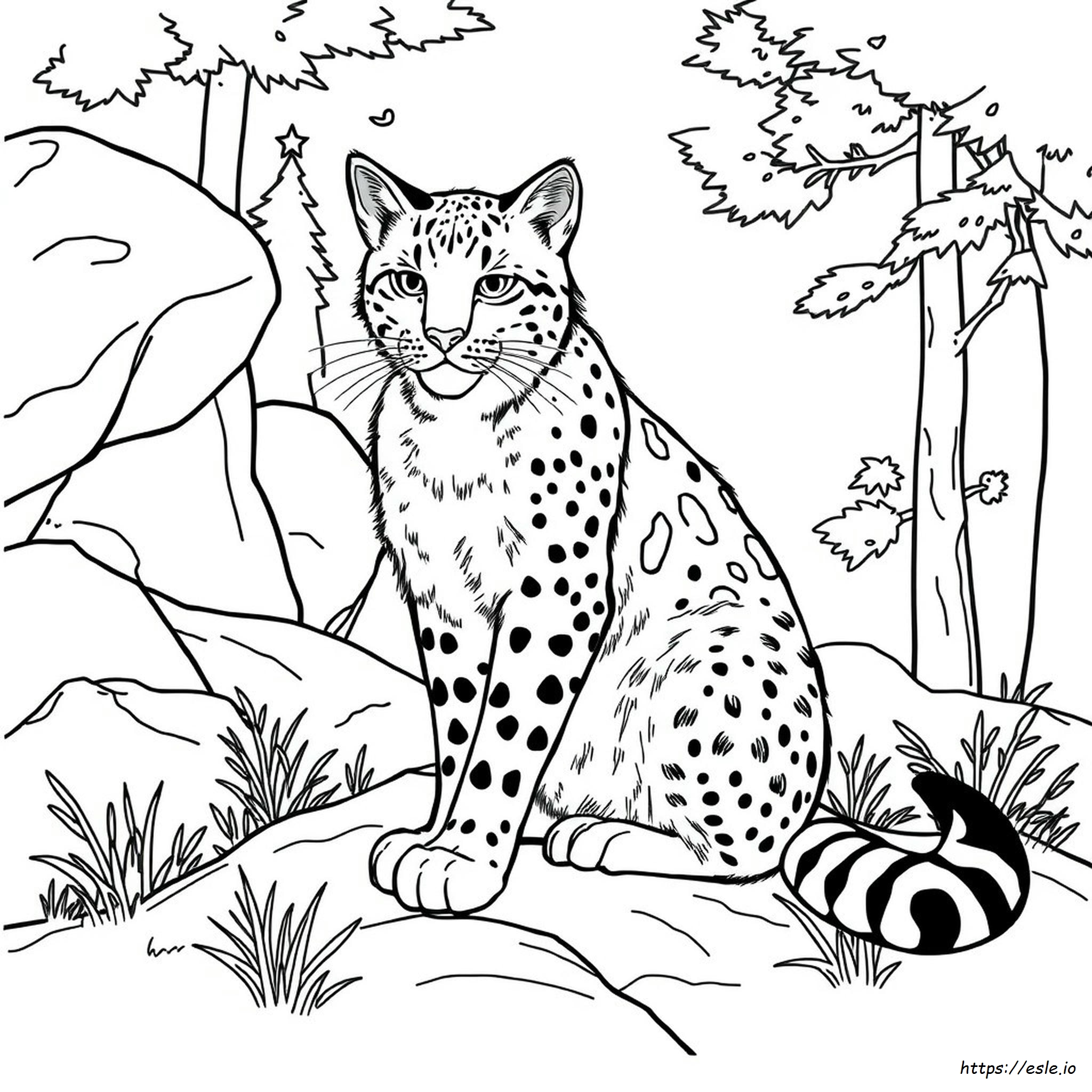 Realistic Bobcat Coloring Pages