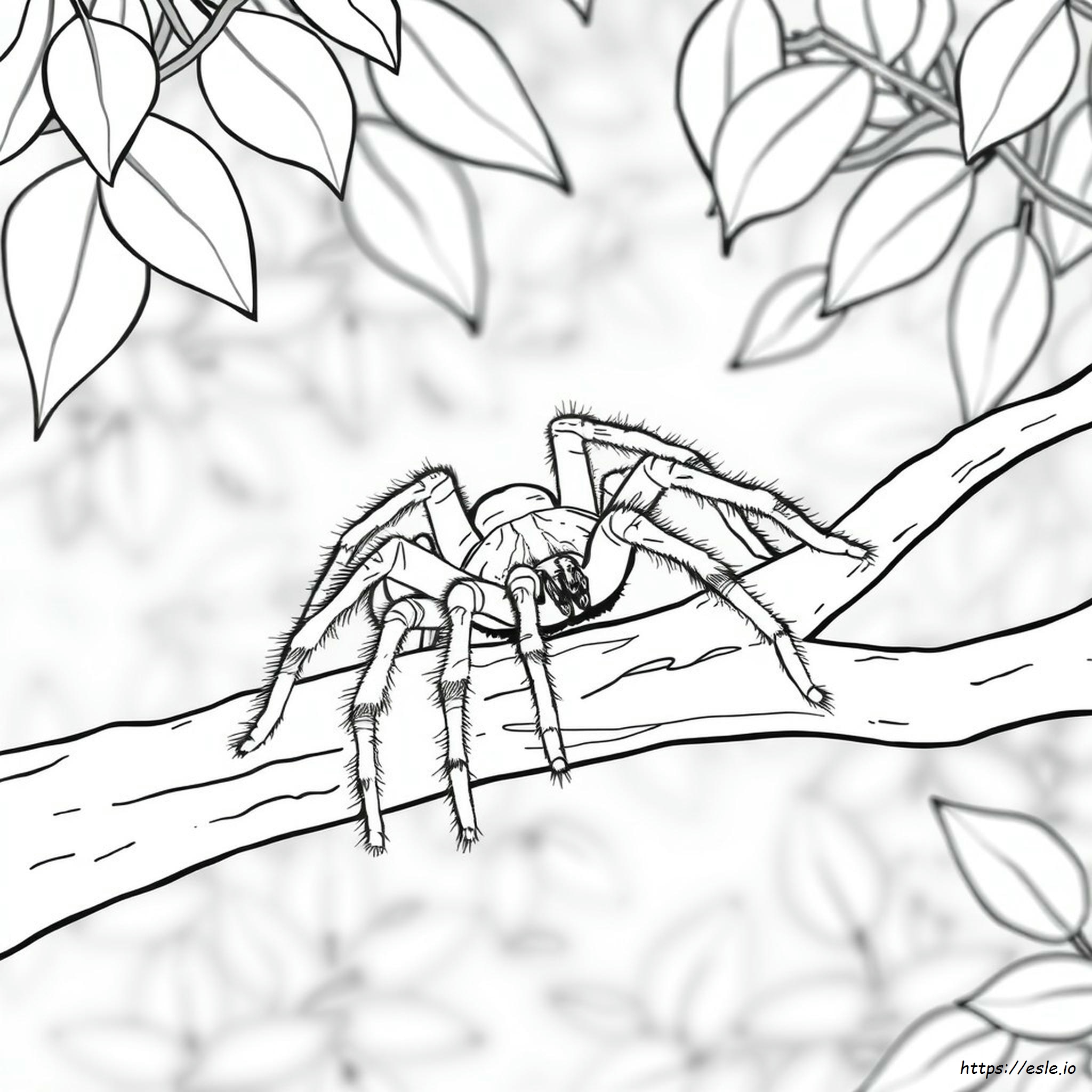Halaman Mewarnai Tarantula untuk Anak