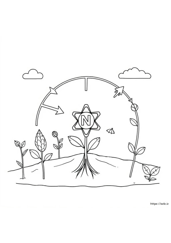 Nitrogen Cycle Coloring Page