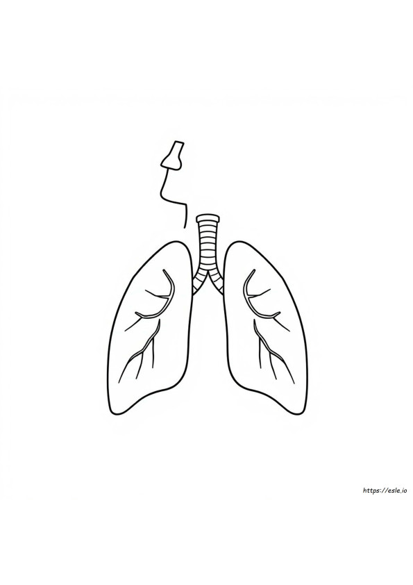 Coloring Sheet Respiratory System Coloring Page