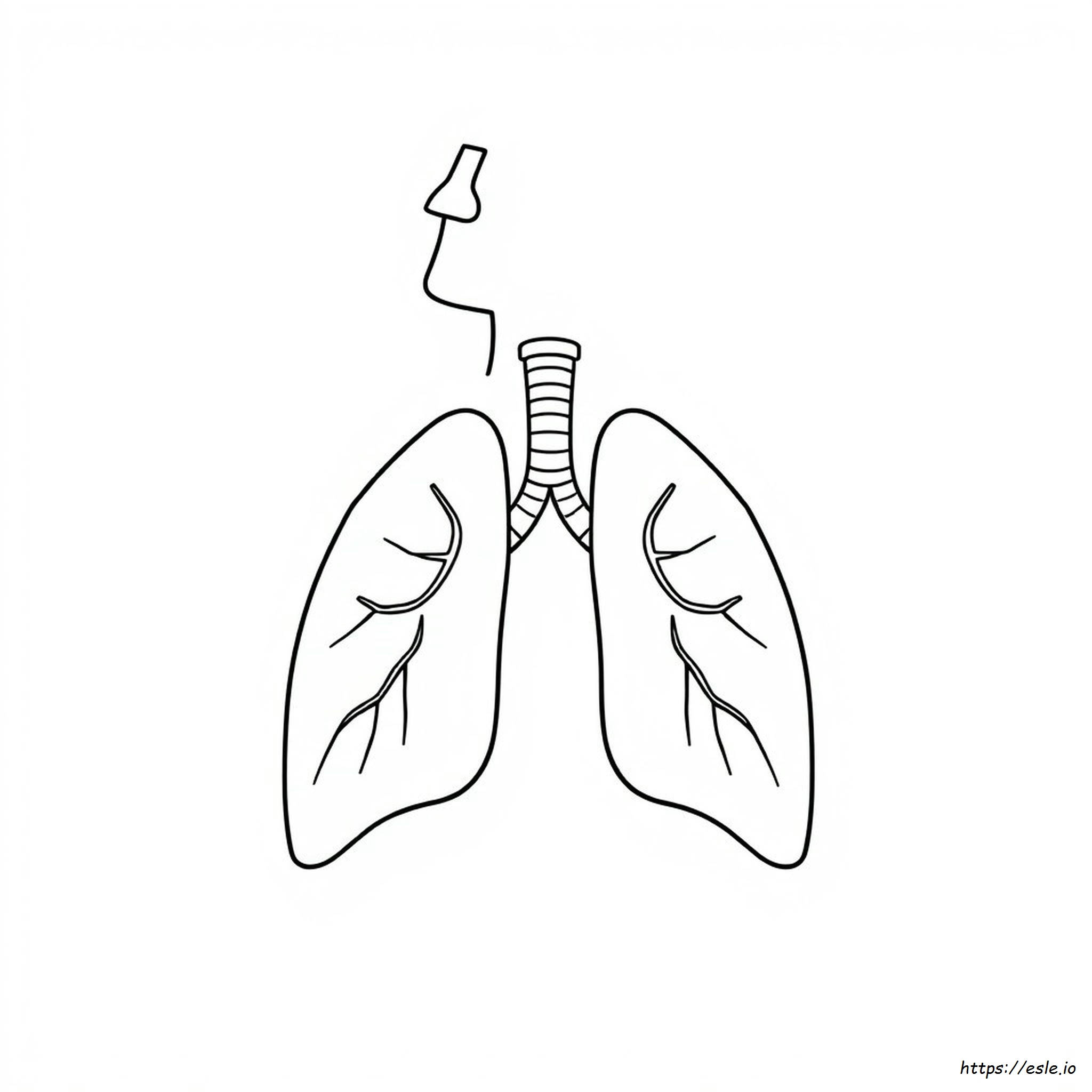 Coloring Sheet Respiratory System Coloring Page