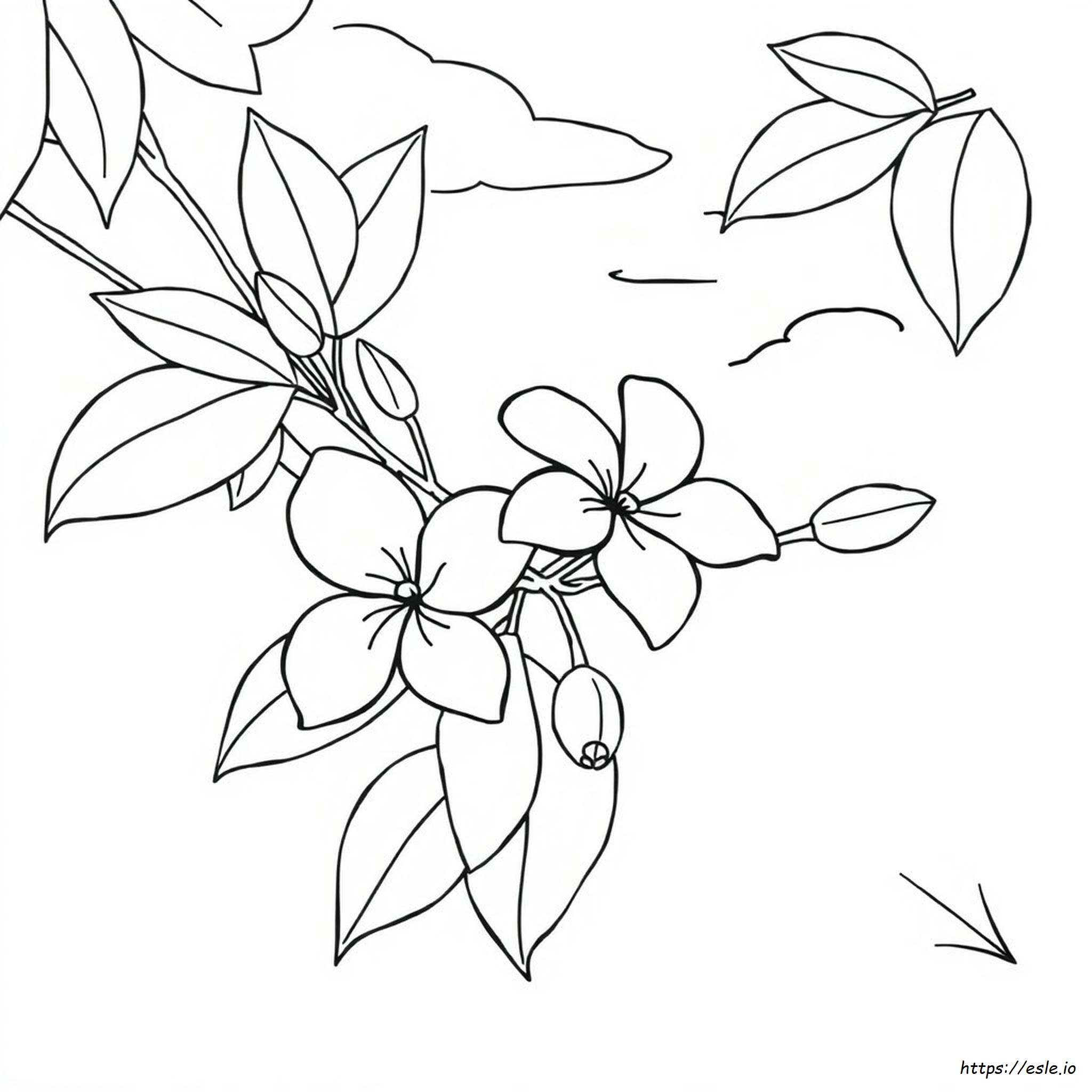 Jasmine Flower For Colouring