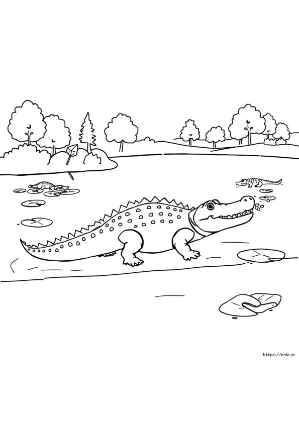 Crocodile Colouring Pictures