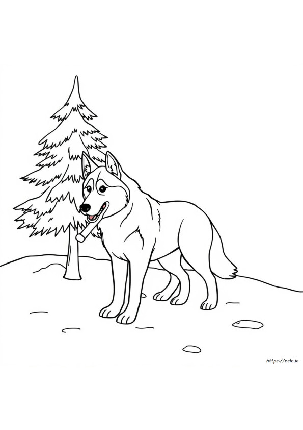 Husky Gambar Mewarnai