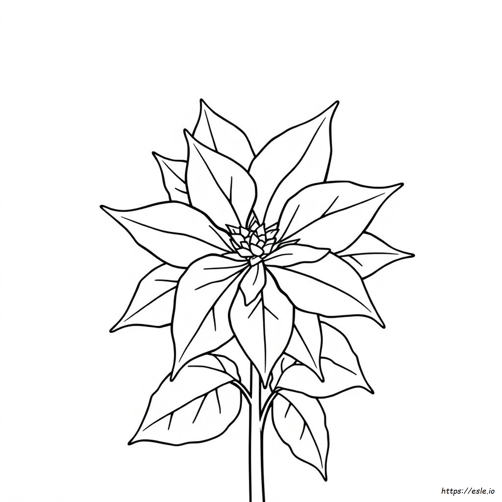 Gambar Mewarnai Bunga Poinsettia - Gratis