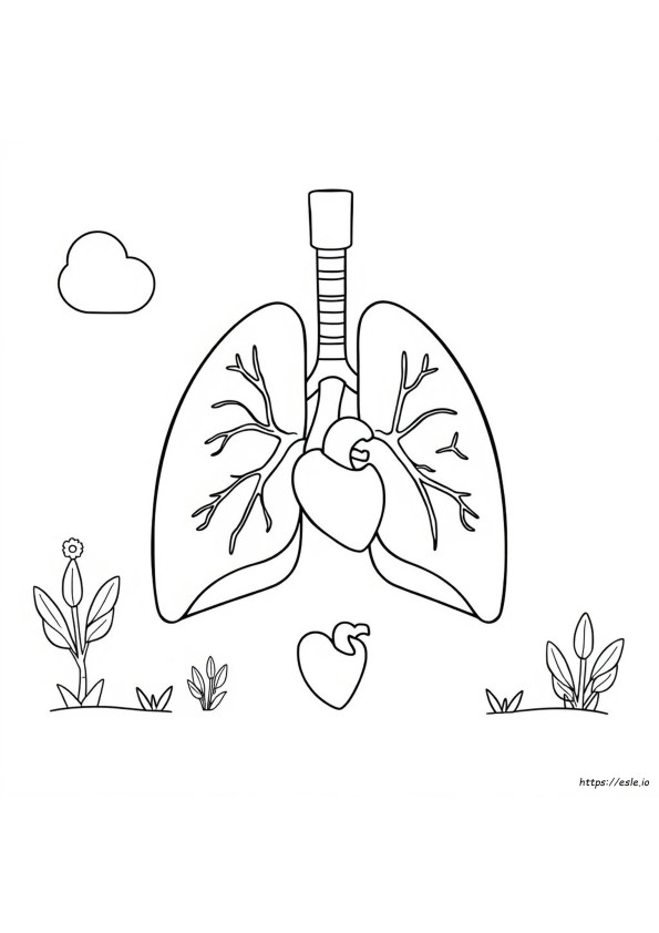 Coloriage Du Système Respiratoire